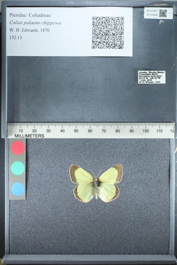 Media type: image;   Entomology 153609
